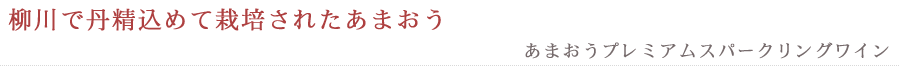 柳川で丹精込めて栽培されたあまおう　あまおうプレミアムスパークリングワイン